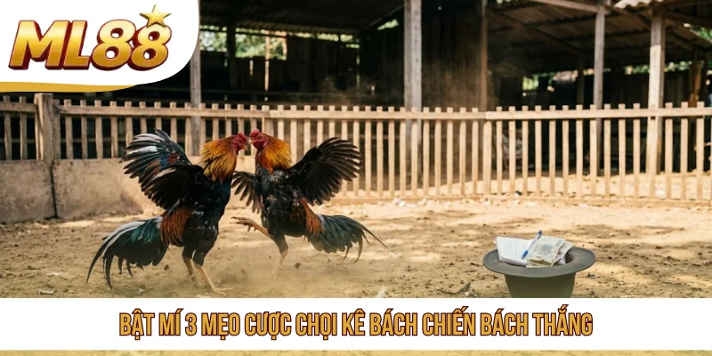 Bật mí 3 mẹo cược chọ ikê bách chiến bách thắng